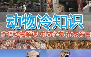 外面卖1699的国外纪录片解说(动物解说、美食、动画片)稳过中视频-瀚海资源库